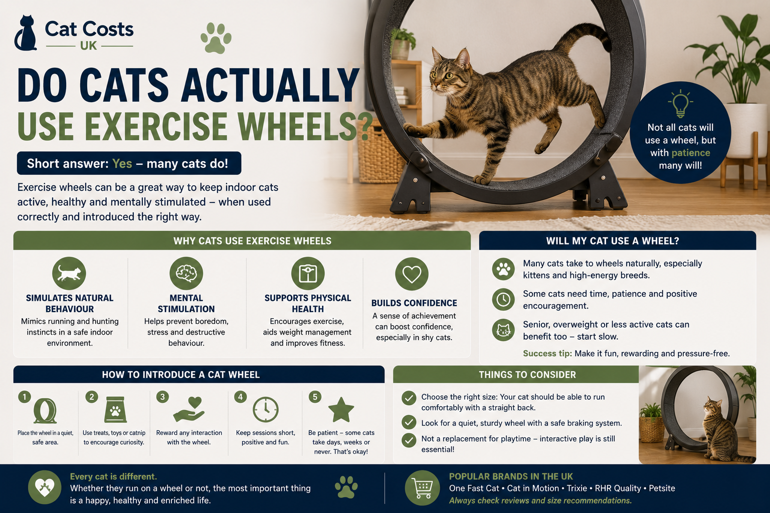 Do Cats Actually USe Exercise Wheels